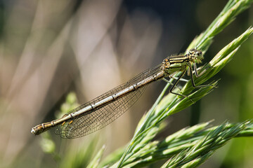 Dragonfly taken in the garden. detailed to look at