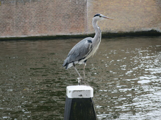 heron standing on a bollard in a canal in Amsterdam