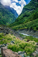 Fototapeta na wymiar A river flowing out of a glacier in a mountain gorge. Mountain river in the Caucasus. Picturesque summer mountain landscape.