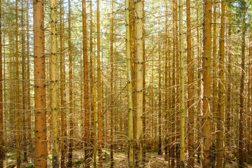 Fototapeta na wymiar Pine forest with high trees in sunlight