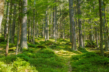 Forest with bright sun shining through the trees covered with green moss. 