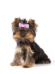  Yorkshire Terrier puppy with a pink bow on a white background.