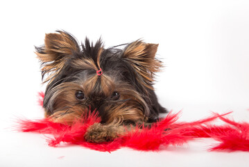 Puppy Yorkshire Terrier in red feathers on a white background.