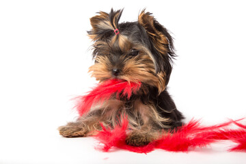 Puppy Yorkshire Terrier in red feathers on a white background.
