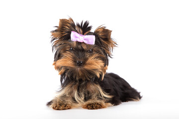  Yorkshire Terrier puppy with a pink bow on a white background.