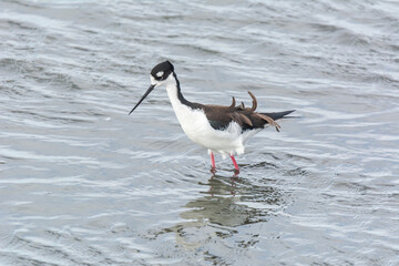 Autumn in Texas Gulf Coast, vacation, nature, birding, beach, sun