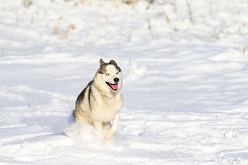 A dog walks in the winter, the dog runs through the snow.