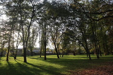 on a warm autumn day, the sun breaks through the crowns of deciduous trees in an old park