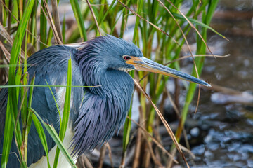 Autumn in Texas Gulf Coast, vacation, nature, birding, beach, sun