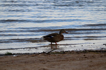 A duck walks along the river bank.