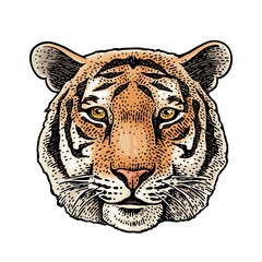 Tiger head. Vintage color engraving illustration for poster. Isolated on white