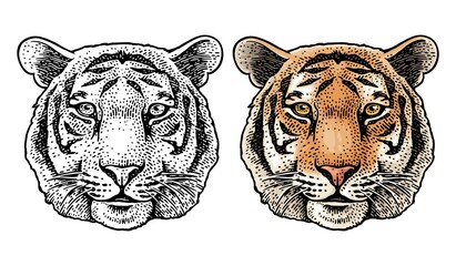 Tiger head. Vintage color engraving illustration for poster. Isolated on white