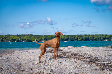 Young Vizsla dog wet from the lake in a strong stance on the beach as he looks behind him.  The dog appears strong and healthy.