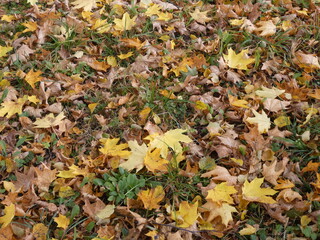 autumn, leaves, fall, leaf, nature, yellow, season, tree, orange, grass, maple, forest, color, brown, green, park, dry, red, foliage, texture, ground, colorful, plant, gold, pattern