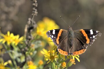 mariposas