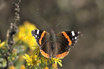 mariposas