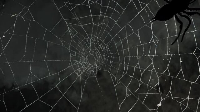 Big black spider on web in dark foggy background. Halloween flying bats and spider cobweb in smoky darkness