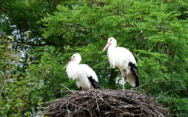 european white storks in a nest
