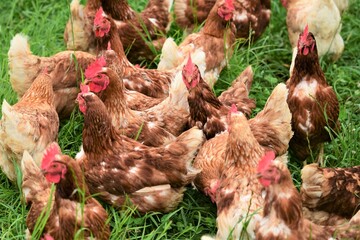  farmer chicken on green grass