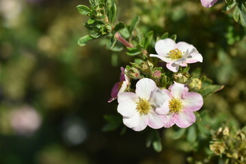 Red flowers of dasiphora shrub lat. dasiphora fruticosa or kuril tea shrubby five - leafed shrub