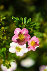 Red flowers of dasiphora shrub lat. dasiphora fruticosa or kuril tea shrubby five - leafed shrub