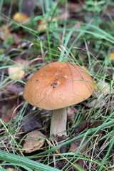 A white mushroom stands in the grass in a clearing.