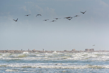 Autumn in Texas Gulf Coast, vacation, nature, birding, beach, sun