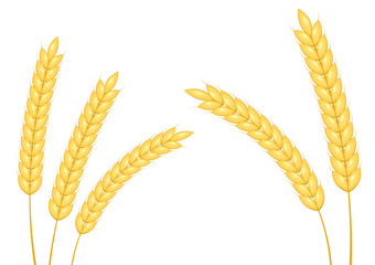 Rice vector on white background. Wheat vector. wallpaper. free space for text. copy space.