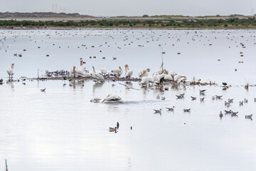 Autumn in Texas Gulf Coast, vacation, nature, birding, beach, sun