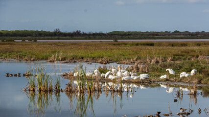 Autumn in Texas Gulf Coast, vacation, nature, birding, beach, sun