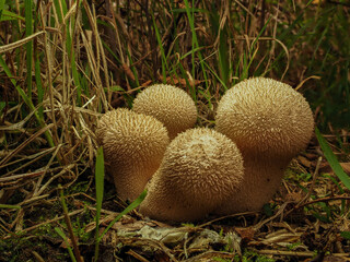 mushrooms in the grass