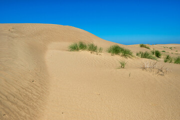 sand dunes in the desert