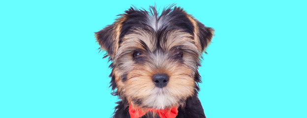 yorkshire terrier dog wearing a red bowtie