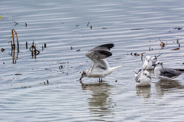 Autumn in Texas Gulf Coast, vacation, nature, birding, beach, sun