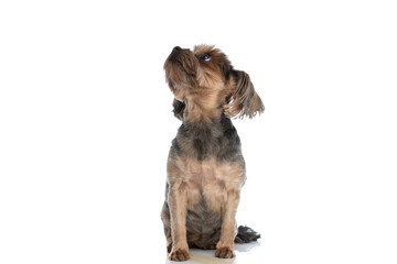 yorkshire terrier dog sitting and looking up