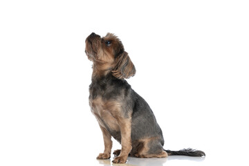 yorkshire terrier dog looking up at something