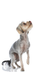 cute yorkshire terrier dog trying to reach something