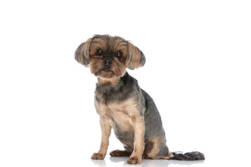 yorkshire terrier dog looking at the camera