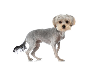 yorkshire terrier dog looking at the camera
