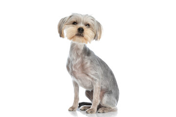 yorkshire terrier dog sitting and looking at the camera