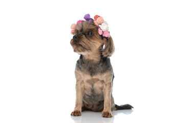 yorkshire terrier dog wearing a headband of flowers