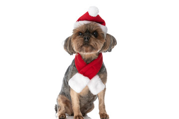 yorkshire terrier dog wearing a christmas hat