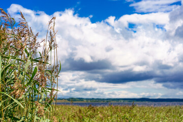 Tall grass on the lake shore. Grass grows in the water. Reeds on the shore. Beautiful sky with clouds and tall reeds.