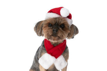 yorkshire terrier dog wearing santa's hat and scarf