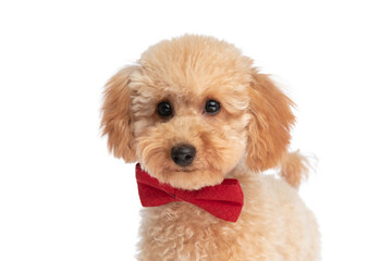 cute caniche dog feeling happy and wearing a red bowtie