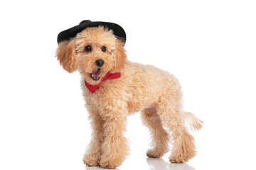 caniche dog yawning, wearing black hat and a red bowtie