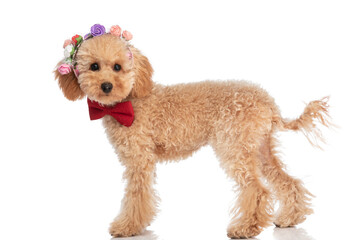 beautiful caniche dog posing with his flowers on head