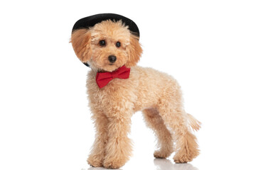 elegant caniche dog wearing a black hat