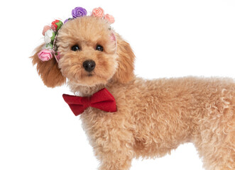 caniche dog wearing flowers on his head