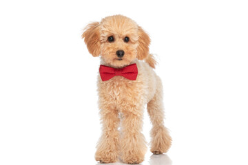 poodle dog posing with his red bowtie at neck